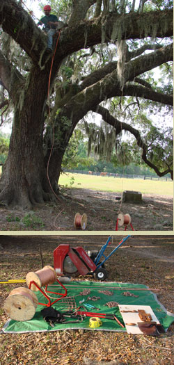 LIGHTNING PROTECTION FOR TREES